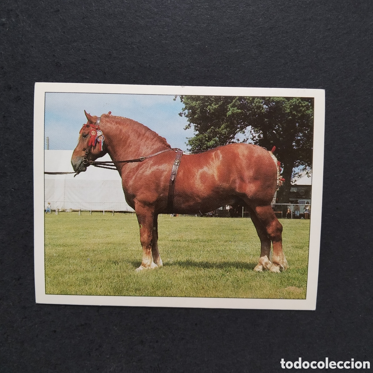 Coleccionismo cromos antiguos: CROMO - N&ordm; 086 - CABALLOS, COMPA&Ntilde;EROS DEL HOMBRE DESDE HACE SIGLOS - PANINI - A&Ntilde;O 1995