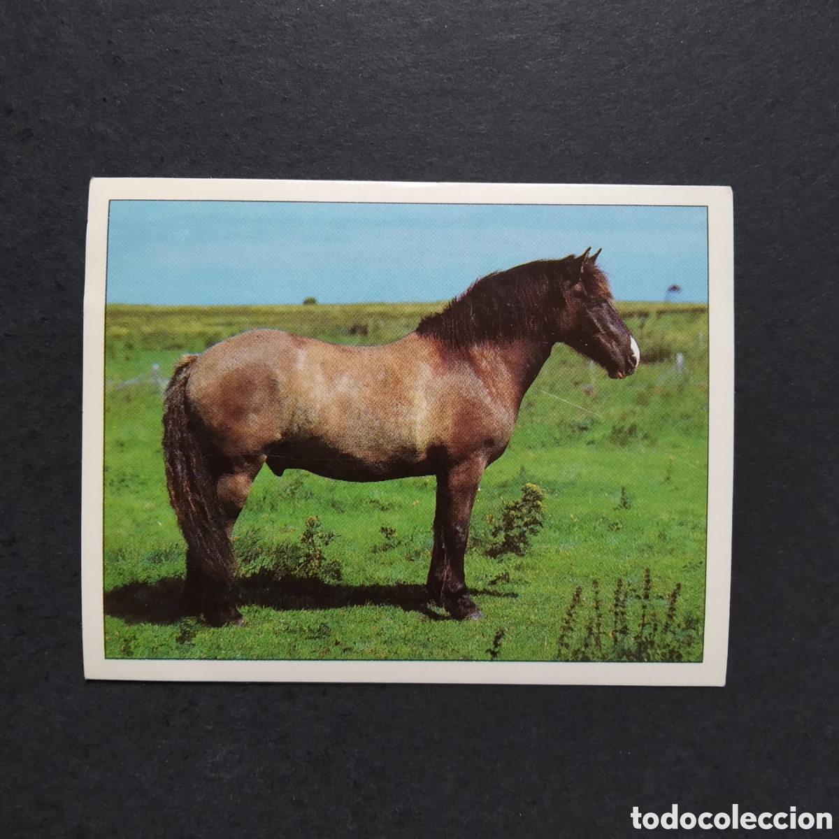Coleccionismo cromos antiguos: CROMO - N&ordm; 093 - CABALLOS, COMPA&Ntilde;EROS DEL HOMBRE DESDE HACE SIGLOS - PANINI - A&Ntilde;O 1995