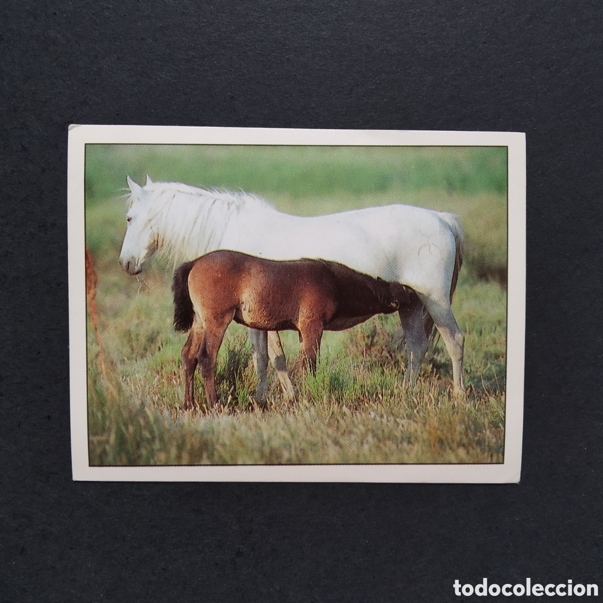Coleccionismo cromos antiguos: CROMO - N&ordm; 102 - CABALLOS, COMPA&Ntilde;EROS DEL HOMBRE DESDE HACE SIGLOS - PANINI - A&Ntilde;O 1995
