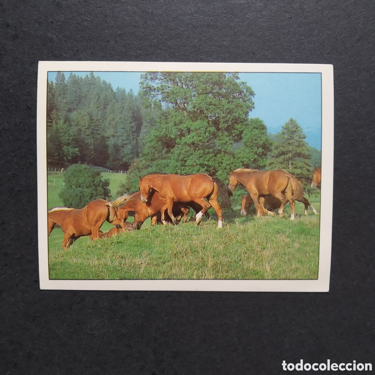 Coleccionismo cromos antiguos: CROMO - N&ordm; 106 - CABALLOS, COMPA&Ntilde;EROS DEL HOMBRE DESDE HACE SIGLOS - PANINI - A&Ntilde;O 1995