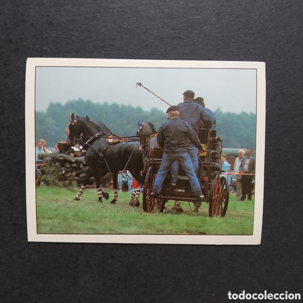 Coleccionismo cromos antiguos: CROMO - N&ordm; 144 - CABALLOS, COMPA&Ntilde;EROS DEL HOMBRE DESDE HACE SIGLOS - PANINI - A&Ntilde;O 1995