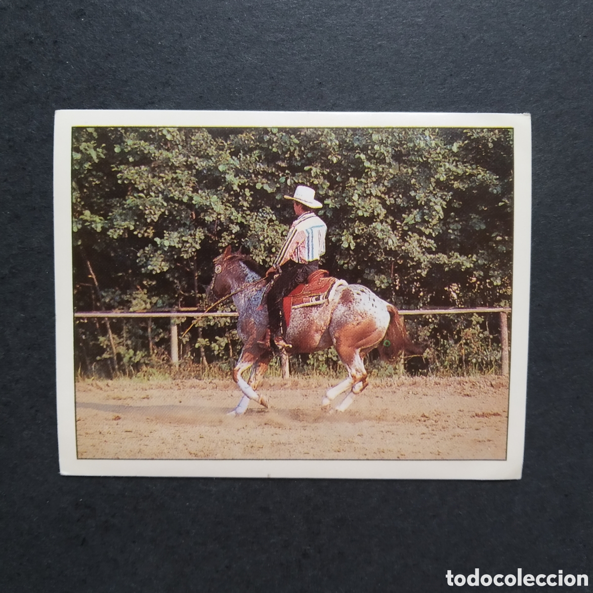 Coleccionismo cromos antiguos: CROMO - N&ordm; 157 - CABALLOS, COMPA&Ntilde;EROS DEL HOMBRE DESDE HACE SIGLOS - PANINI - A&Ntilde;O 1995