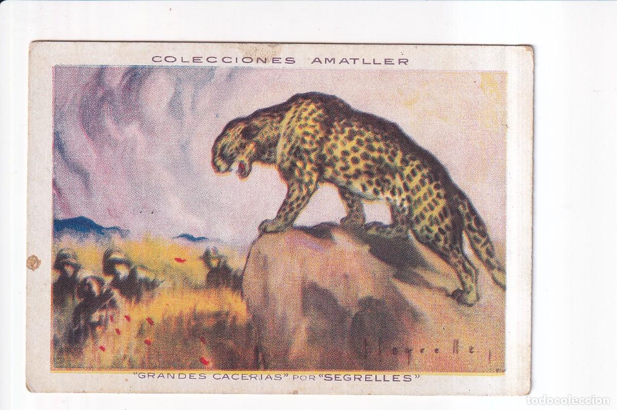 Coleccionismo cromos antiguos: GRANDES CACERIAS POR &rdquo;SEGRELLES&rdquo;: NUMERO 41 , PANTERA .- CHOCOLATE AMATLLER
