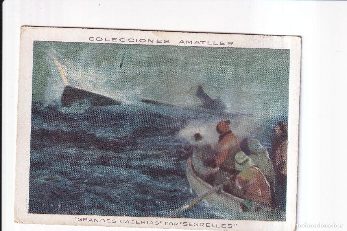 Coleccionismo cromos antiguos: GRANDES CACERIAS POR &rdquo;SEGRELLES&rdquo;: NUMERO 12 , CACHALOTE .- CHOCOLATE AMATLLER