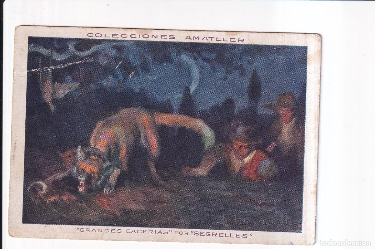 Coleccionismo cromos antiguos: GRANDES CACERIAS POR &rdquo;SEGRELLES&rdquo;: NUMERO 2 , ZORRA .- CHOCOLATE AMATLLER