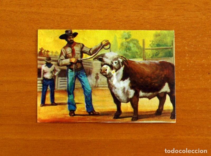 Coleccionismo cromos antiguos: Lejano Oeste - N&ordm; 273 El Rodeo - Ediciones Generales A&ntilde;o 1956