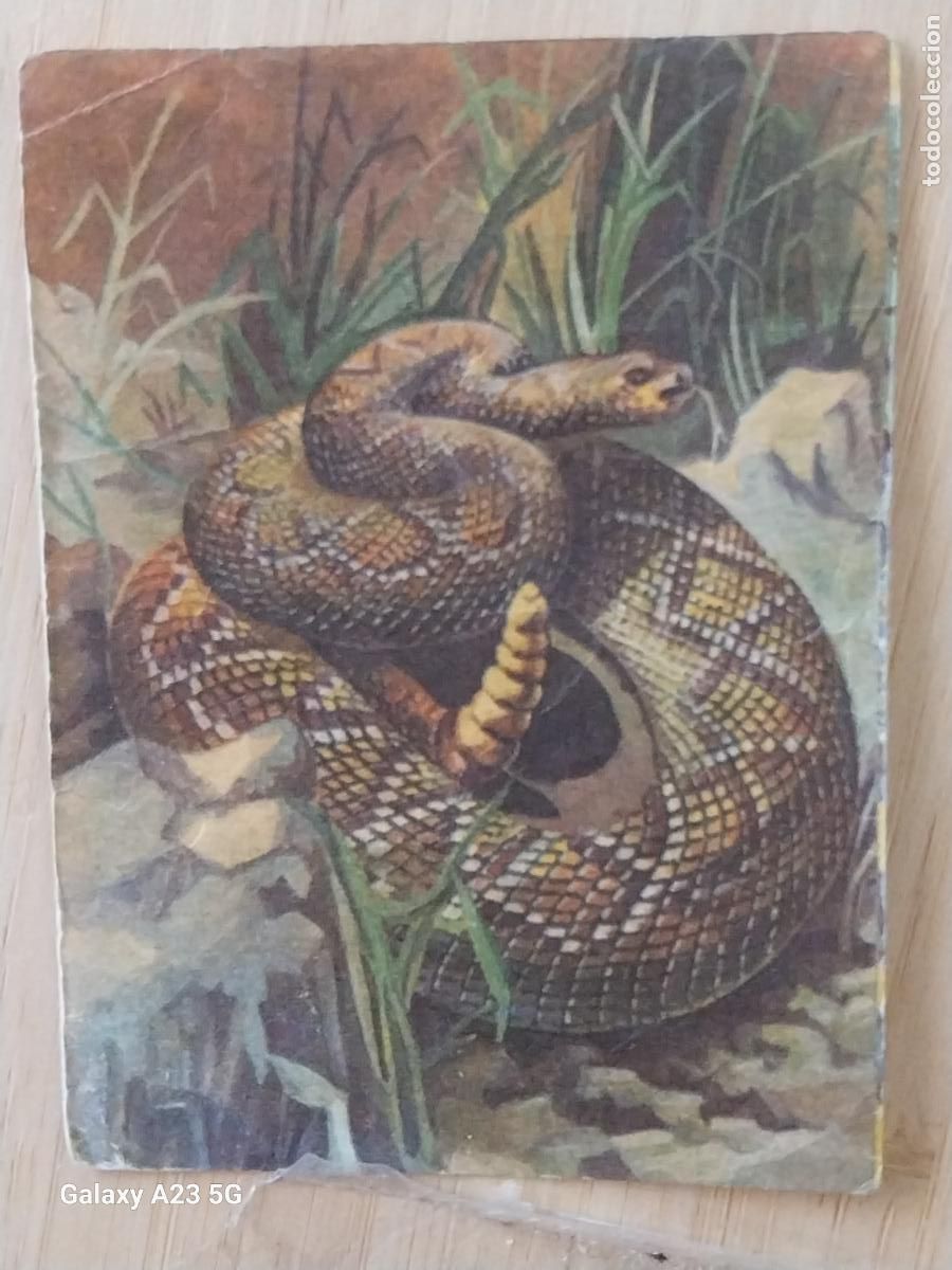 Coleccionismo cromos antiguos: BIMBO PASTELITOS A&Ntilde;O 1974 ADIVINANZAS 2 CROMO 226 SERPIENTE CASCABEL SIN PEGAR NUNCA