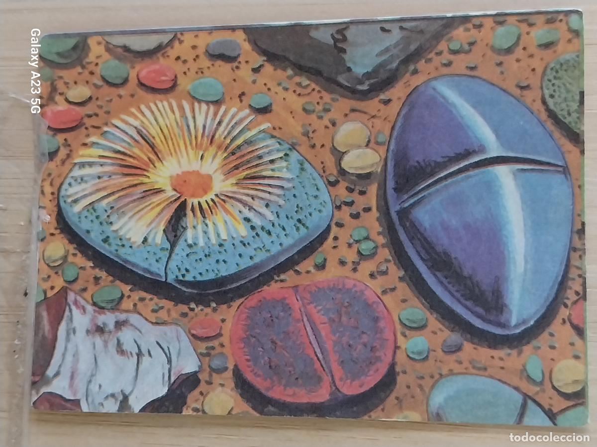 Coleccionismo cromos antiguos: BIMBO PASTELITOS A&Ntilde;O 1974 ADIVINANZAS 2 CROMO 223 PIEDRAS VIVIENTES SIN PEGAR NUNCA