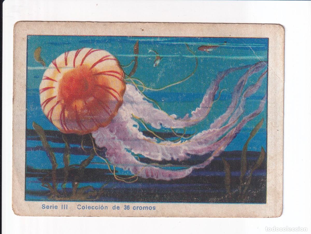 Coleccionismo cromos antiguos: HISTORIA NATURAL : NUMERO 13 , SERIE III : CHOCOLATES EDUARDO PI