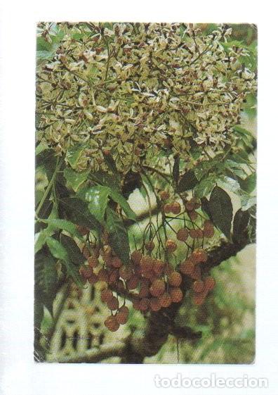 Coleccionismo cromos antiguos: CROMO, ARBRES DE BARCELONA N&ordm; 39 B - MELIA: FLOR I FRUIT. SIN PEGAR.