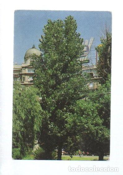 Coleccionismo cromos antiguos: CROMO, ARBRES DE BARCELONA N&ordm; 12 A - POLLANCRE DEL CANADA.