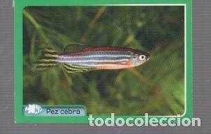 Coleccionismo cromos antiguos: CROMO DE CASA PANINI DE EL GRAN &Aacute;LBUM DE ANIMALES N&ordm; 042 DEL A&Ntilde;O 2014