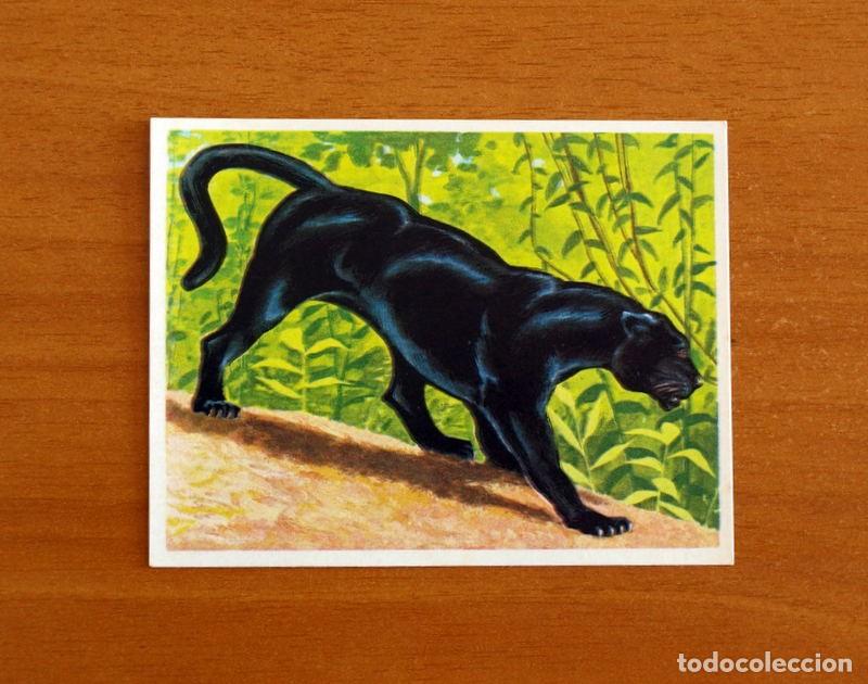 Coleccionismo cromos antiguos: La Naturaleza y el Hombre - Cromo N&ordm; 155 Pantera Negra - Editorial Maga A&ntilde;o 1967 - Nunca Pegado