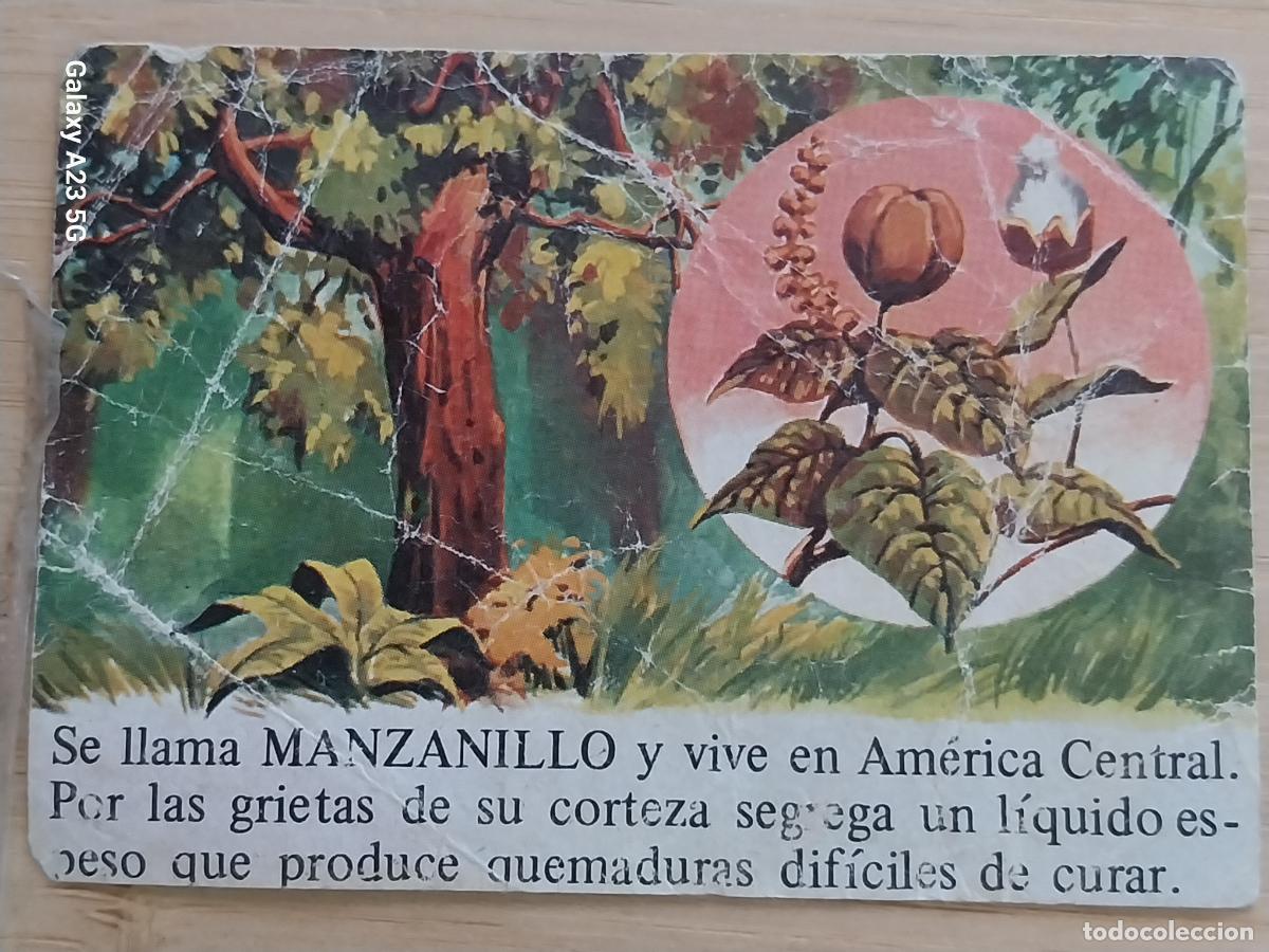 Coleccionismo cromos antiguos: BIMBO PORQUE 2 A&Ntilde;O 1972 CROMO 94 MANZANILLO ARBOL * SIN PEGAR NUNCA PROMO PASTELITOS PANADERIA
