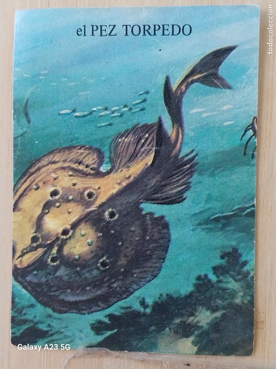 Coleccionismo cromos antiguos: BIMBO PORQUE 2 A&Ntilde;O 1972 CROMO 54 PEZ TORPEDO SIN PEGAR NUNCA PROMO PASTELITOS PANADERIA