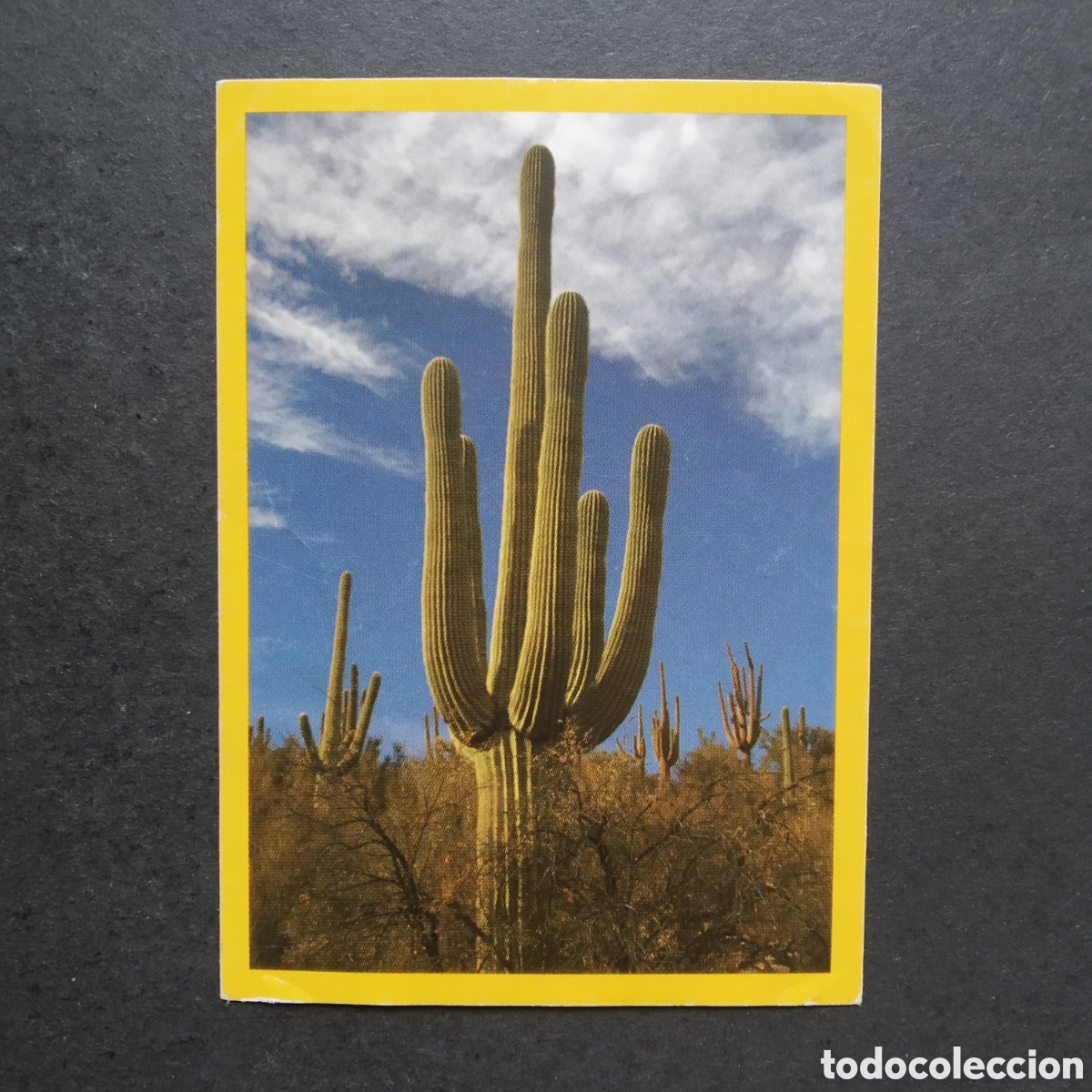 Collectable Antique Stickers: CROMO - N&ordm; 037 - NATIONAL GEOGRAPHIC KIDS 2012 - PANINI - A&Ntilde;O 2012