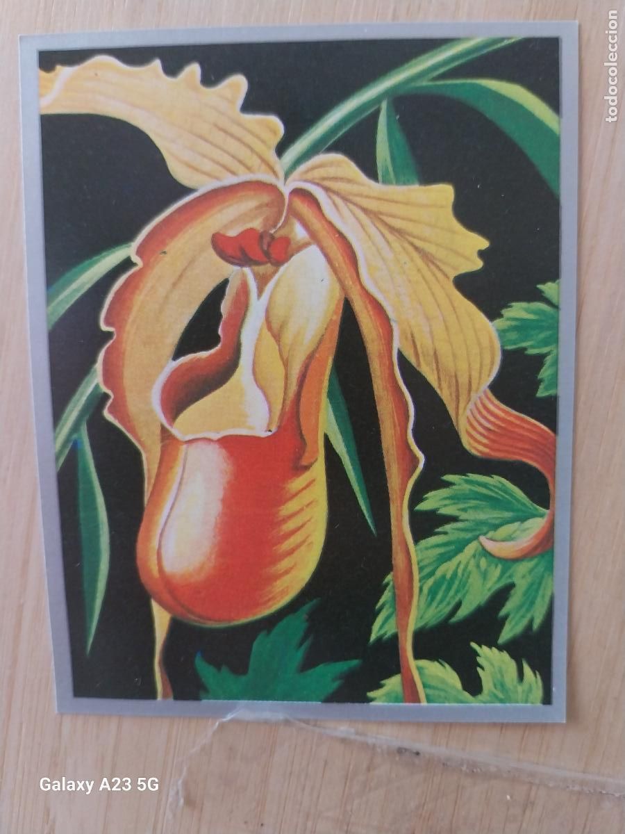 Coleccionismo cromos antiguos: ORQUIDEAS A&Ntilde;O 1969 ZOOLOGIA BOTANICA MAGA CROMO 278 SIN PEGAR NUNCA PAPEL FINO 9X7CMS
