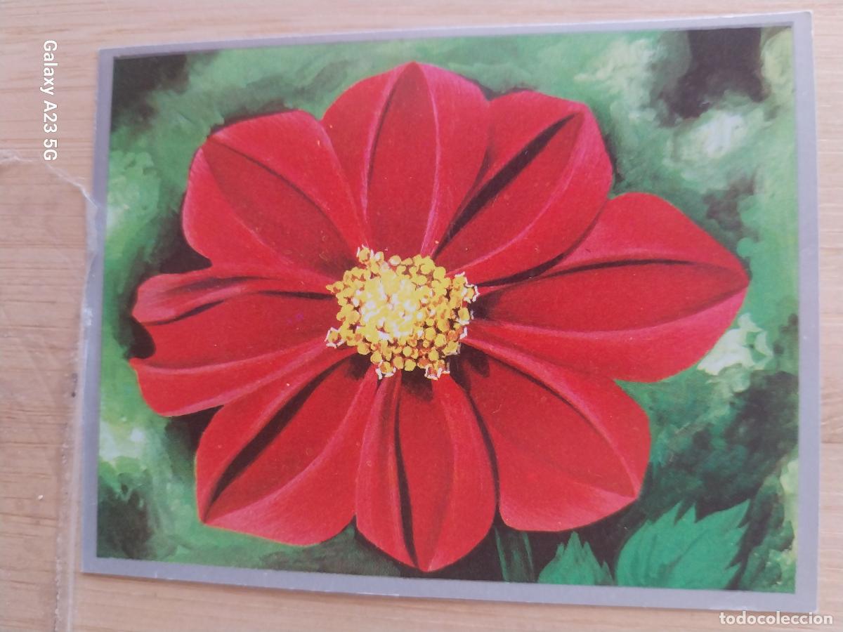 Coleccionismo cromos antiguos: DALIAS A&Ntilde;O 1969 ZOOLOGIA BOTANICA MAGA CROMO 267 * SIN PEGAR NUNCA PAPEL FINO 9X7CMS
