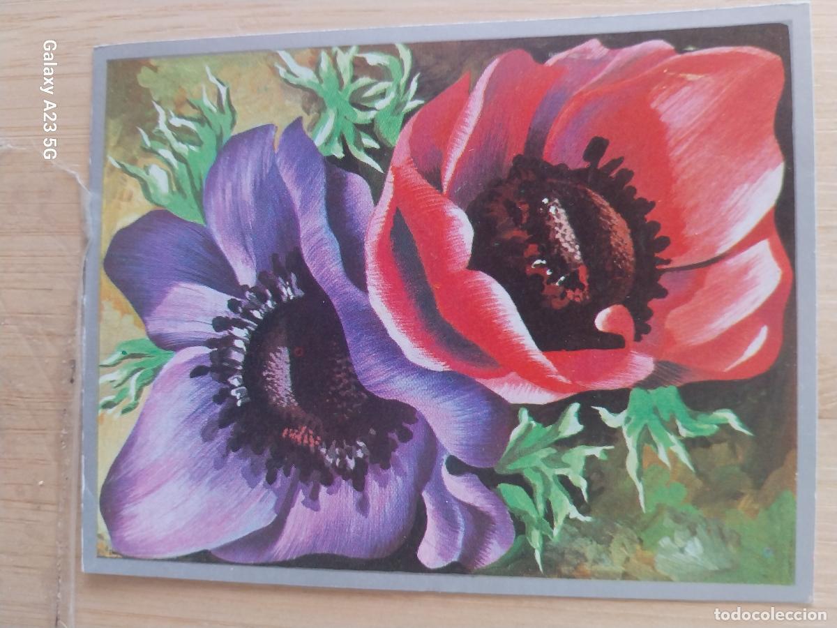Coleccionismo cromos antiguos: ANEMONAS A&Ntilde;O 1969 ZOOLOGIA BOTANICA MAGA CROMO 266 * SIN PEGAR NUNCA PAPEL FINO 9X7CMS