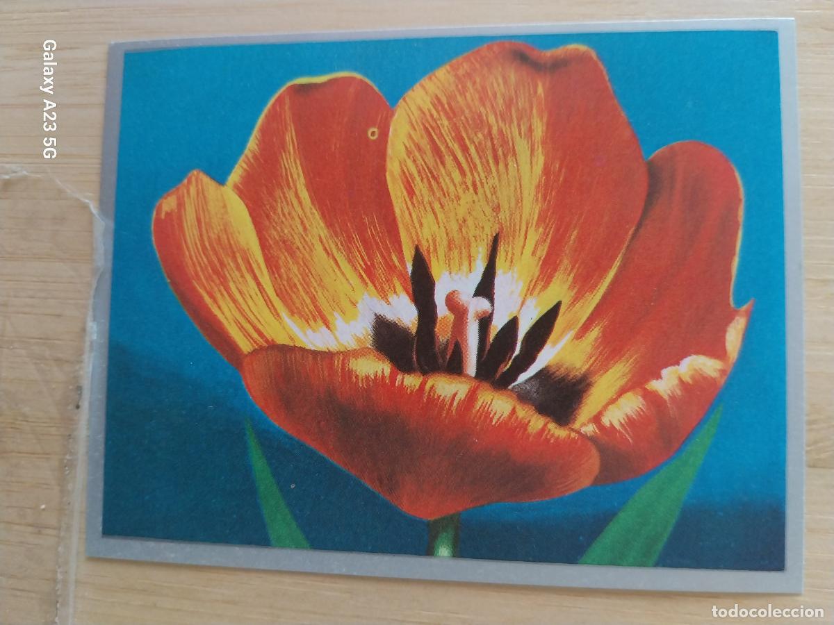 Coleccionismo cromos antiguos: TULIPAN * A&Ntilde;O 1969 ZOOLOGIA BOTANICA MAGA CROMO 266 * SIN PEGAR NUNCA PAPEL FINO 9X7CMS