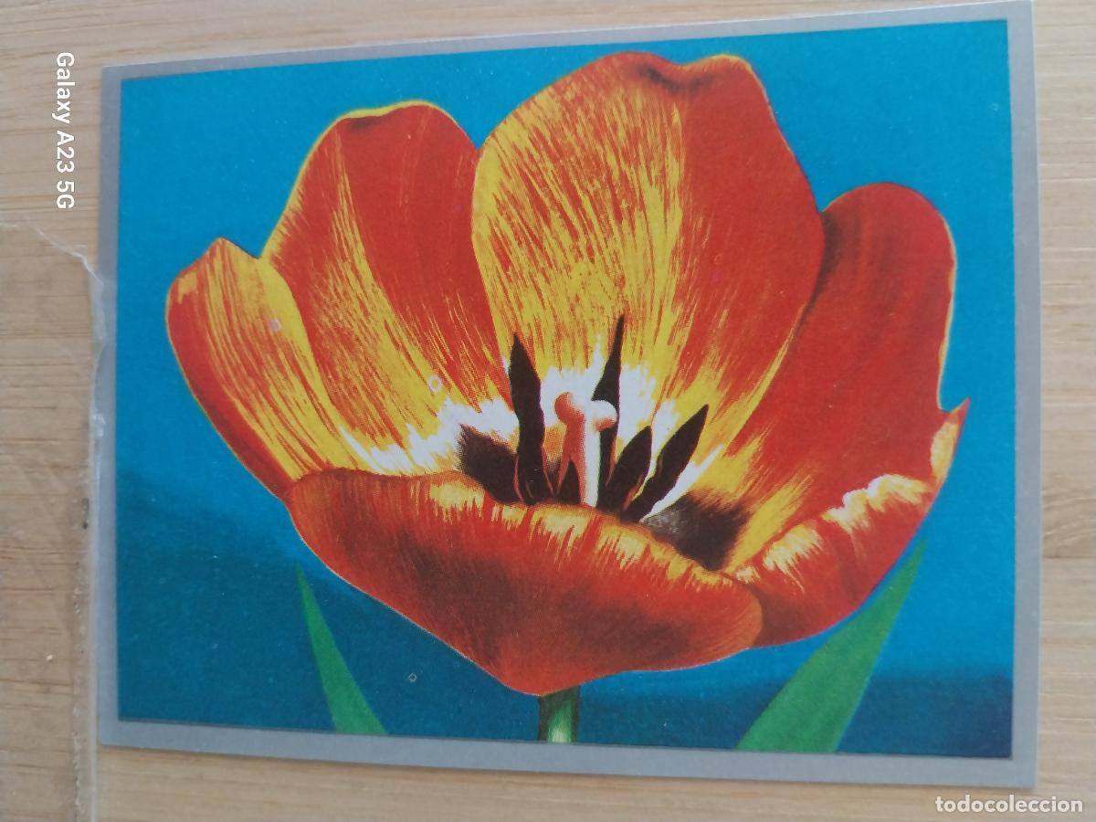 Coleccionismo cromos antiguos: TULIPAN A&Ntilde;O 1969 ZOOLOGIA BOTANICA MAGA CROMO 266 * SIN PEGAR NUNCA PAPEL FINO 9X7CMS
