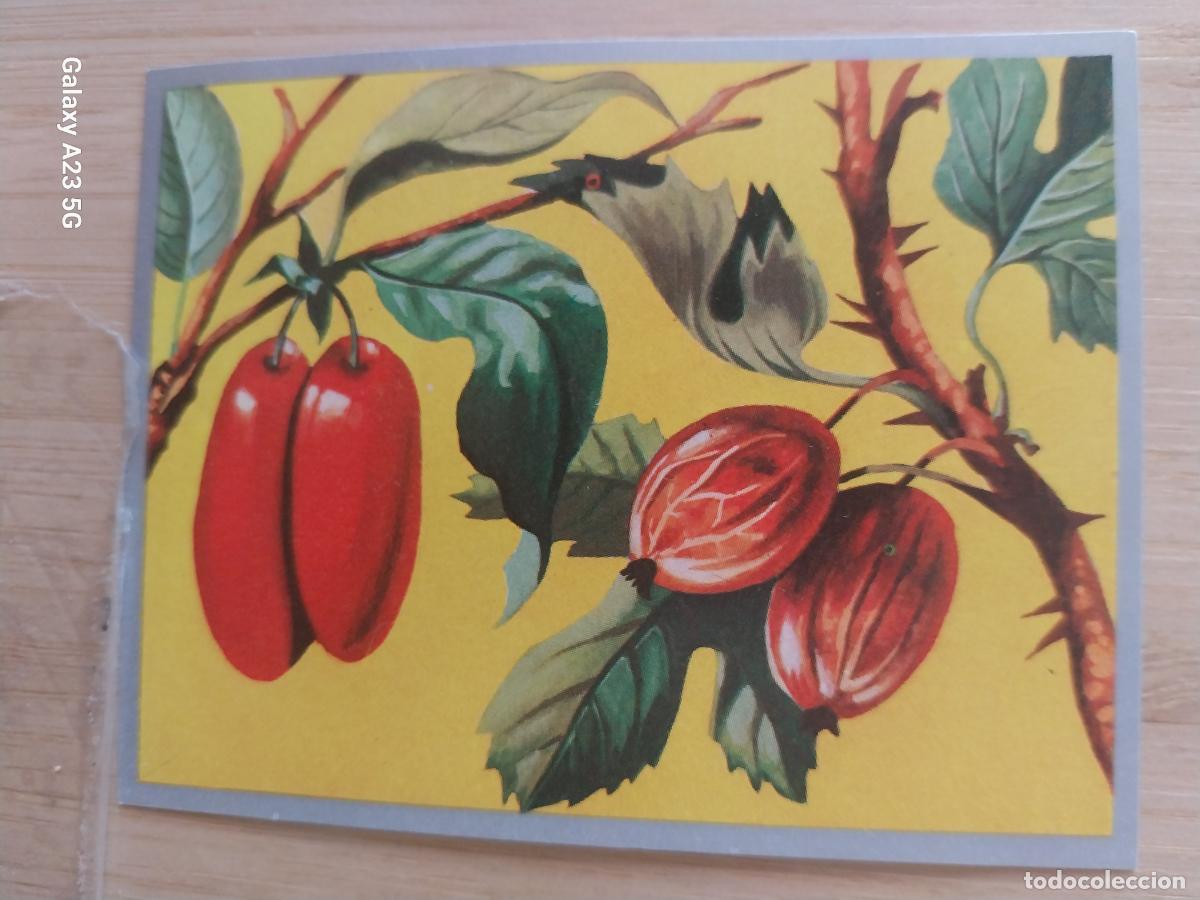 Coleccionismo cromos antiguos: CEREZA GORDAL A&Ntilde;O 1969 ZOOLOGIA BOTANICA MAGA CROMO 260 * SIN PEGAR NUNCA PAPEL FINO 9X7CMS