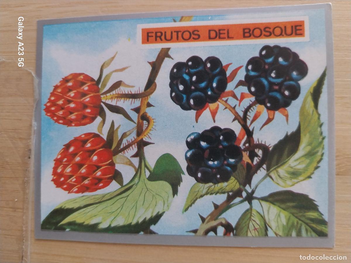Coleccionismo cromos antiguos: FRUTOS BOSQUE A&Ntilde;O 1969 ZOOLOGIA BOTANICA MAGA CROMO 258 * SIN PEGAR NUNCA PAPEL FINO 9X7CMS