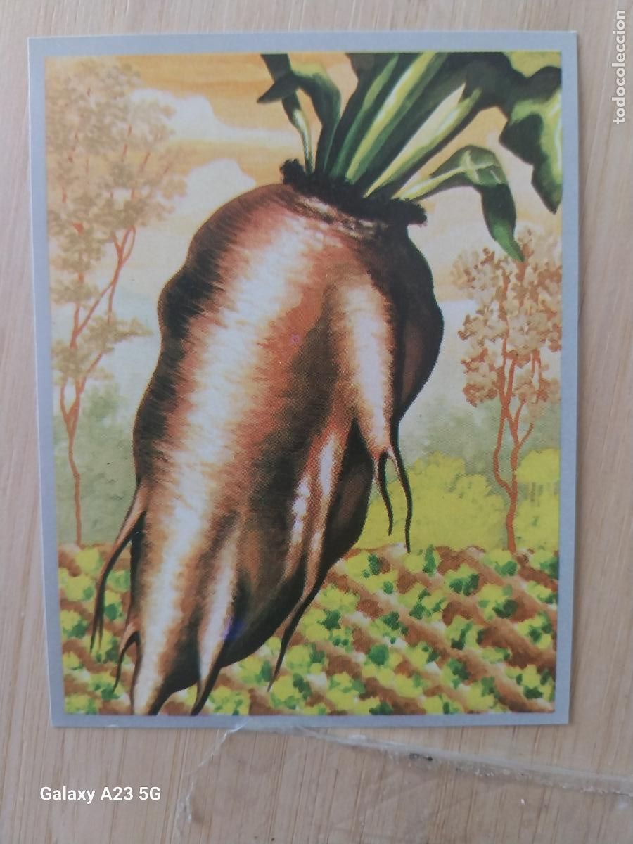 Coleccionismo cromos antiguos: REMOLACHA AZUCARERA ***A&Ntilde;O 1969 ZOOLOGIA BOTANICA MAGA CROMO 256 * SIN PEGAR NUNCA PAPEL FINO 9X7CMS