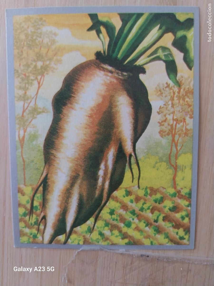 Coleccionismo cromos antiguos: REMOLACHA AZUCARERA ** A&Ntilde;O 1969 ZOOLOGIA BOTANICA MAGA CROMO 256 * SIN PEGAR NUNCA PAPEL FINO 9X7CMS