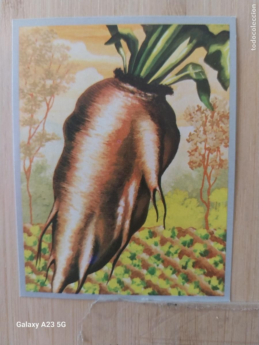 Coleccionismo cromos antiguos: REMOLACHA AZUCARERA * A&Ntilde;O 1969 ZOOLOGIA BOTANICA MAGA CROMO 256 * SIN PEGAR NUNCA PAPEL FINO 9X7CMS