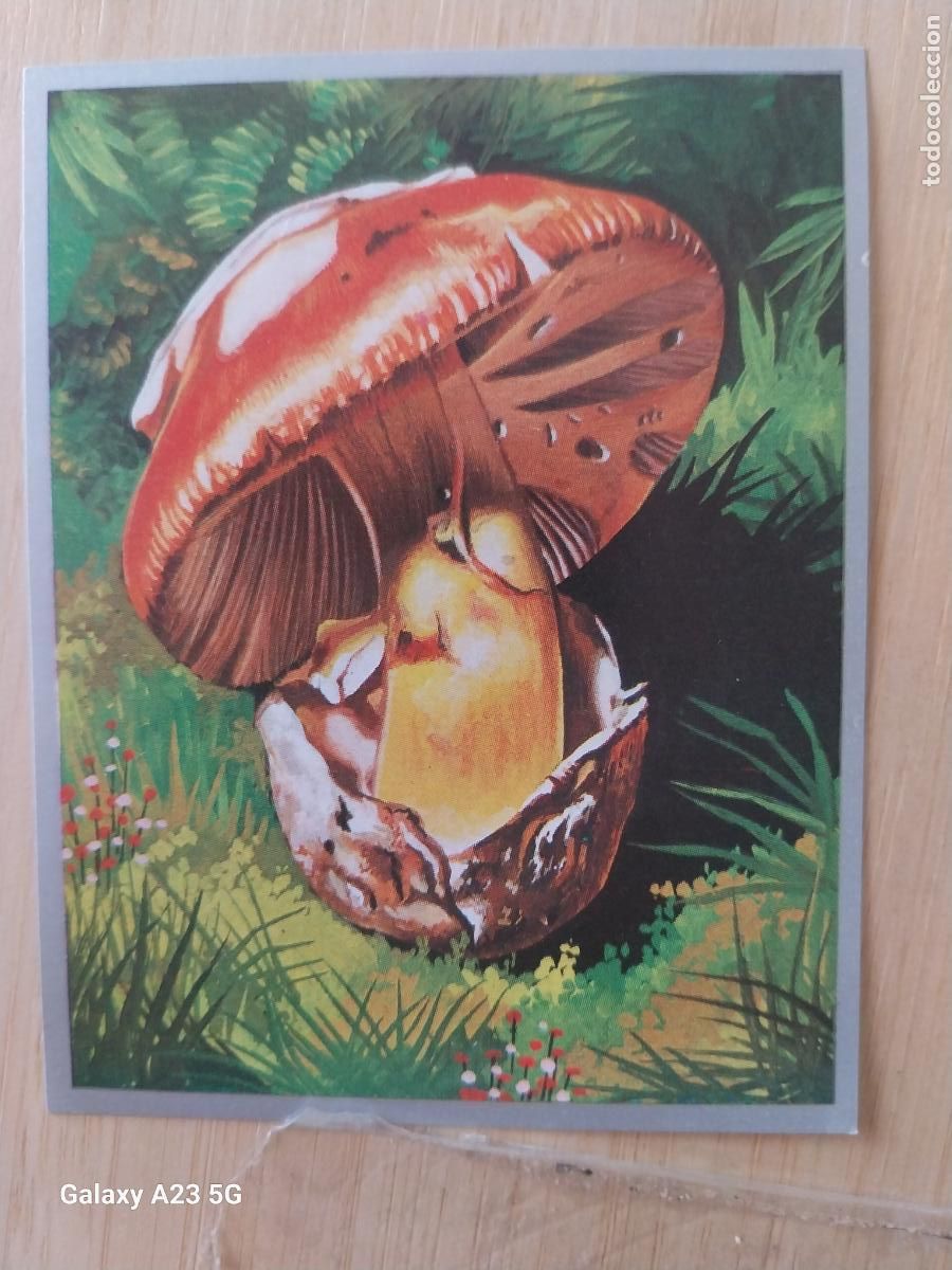 Coleccionismo cromos antiguos: AMANITA FALOIDES * A&Ntilde;O 1969 ZOOLOGIA BOTANICA MAGA CROMO 252 * SIN PEGAR NUNCA PAPEL FINO 9X7CMS