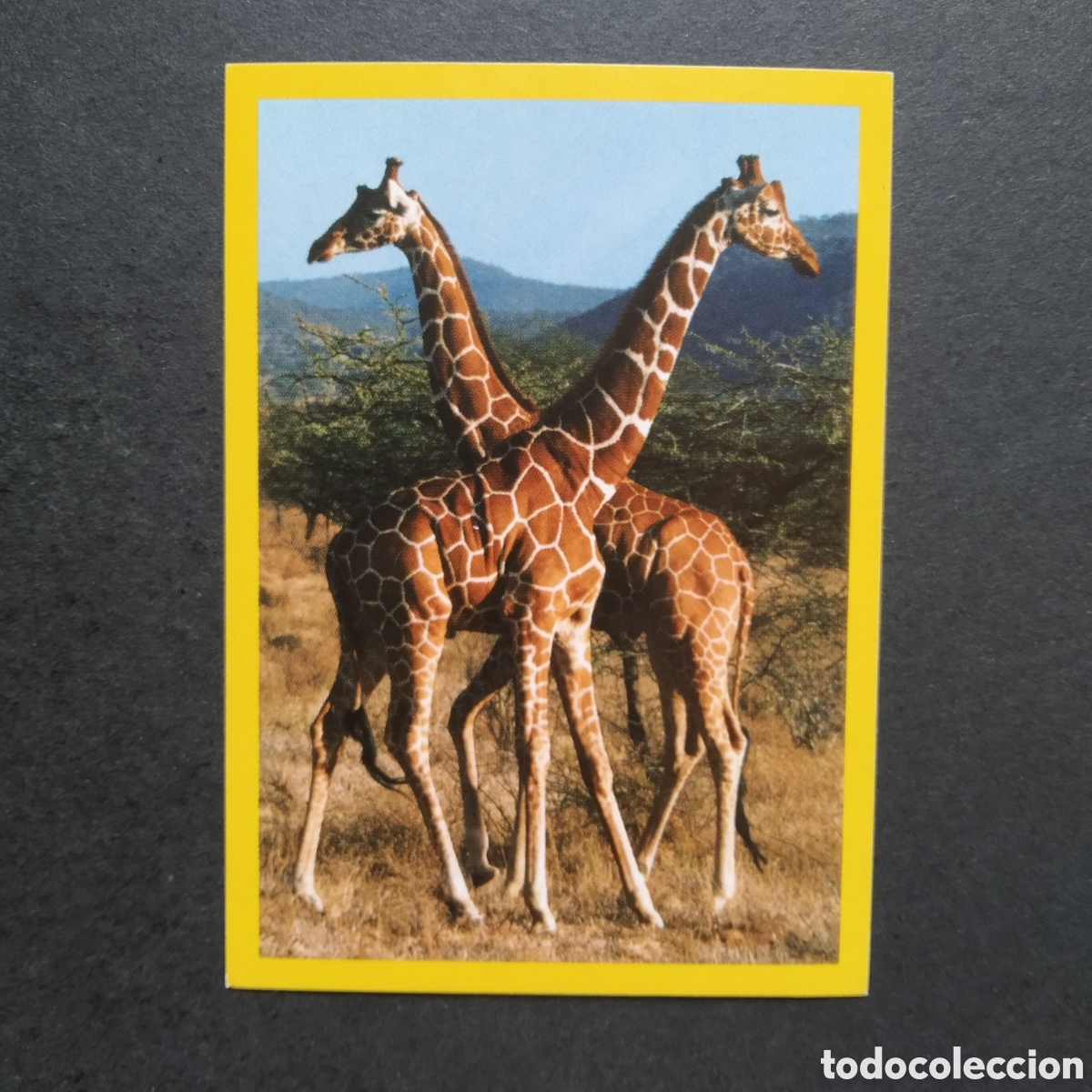 Coleccionismo cromos antiguos: CROMO - N&ordm; 067 - NATIONAL GEOGRAPHIC KIDS 2012 - PANINI - A&Ntilde;O 2012