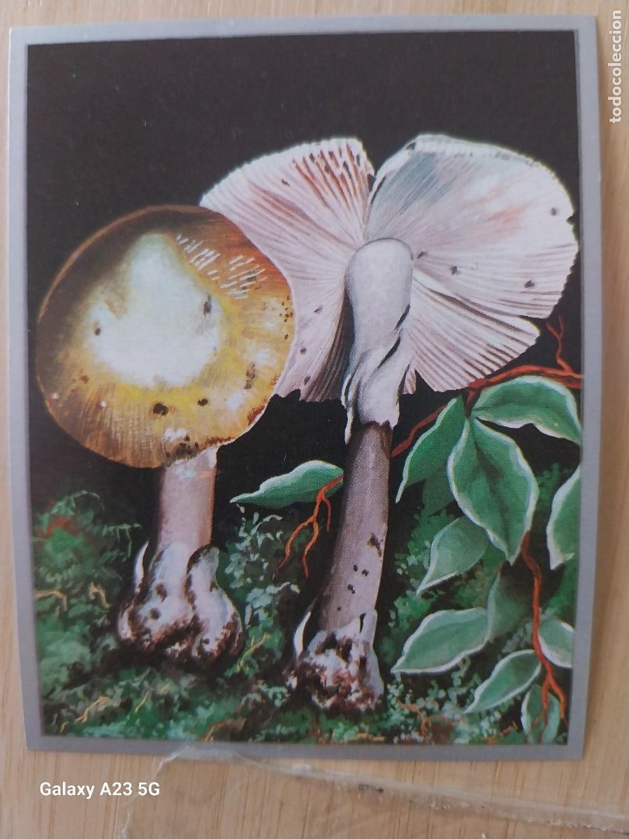 Coleccionismo cromos antiguos: HONGOS * A&Ntilde;O 1969 ZOOLOGIA BOTANICA MAGA CROMO 251 * SIN PEGAR NUNCA PAPEL FINO 9X7CMS