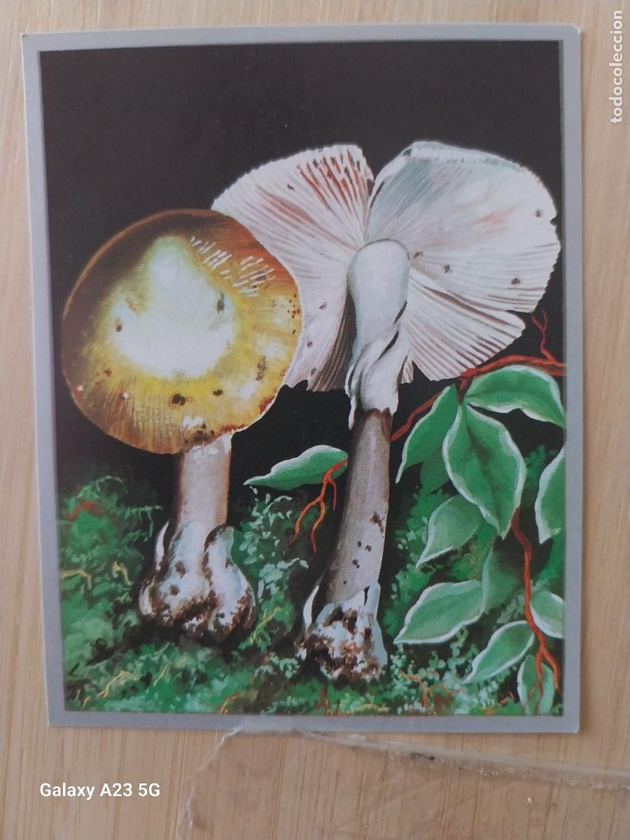 Coleccionismo cromos antiguos: HONGOS A&Ntilde;O 1969 ZOOLOGIA BOTANICA MAGA CROMO 251 * SIN PEGAR NUNCA PAPEL FINO 9X7CMS