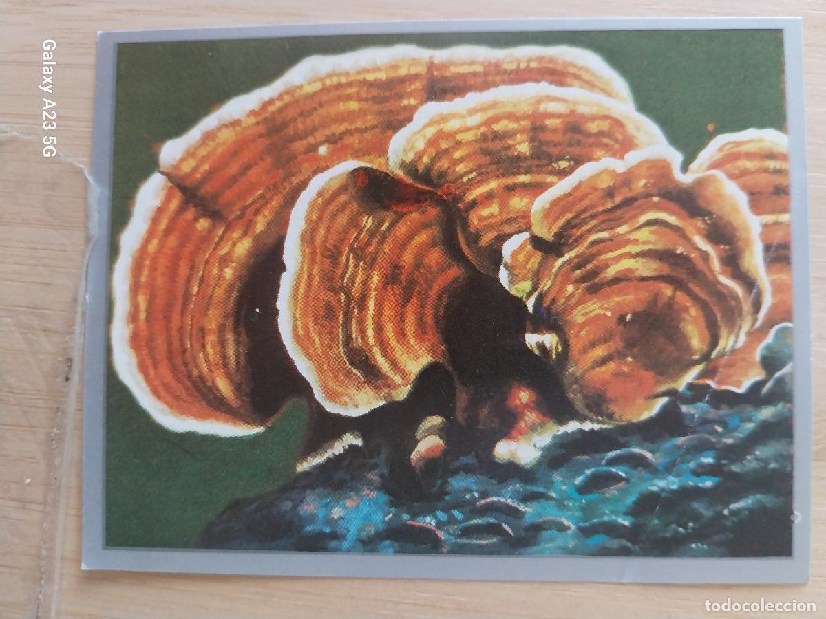 Coleccionismo cromos antiguos: CORIOLUS VERSICLOR A&Ntilde;O 1969 ZOOLOGIA BOTANICA MAGA CROMO 249 * SIN PEGAR NUNCA PAPEL FINO 9X7CMS