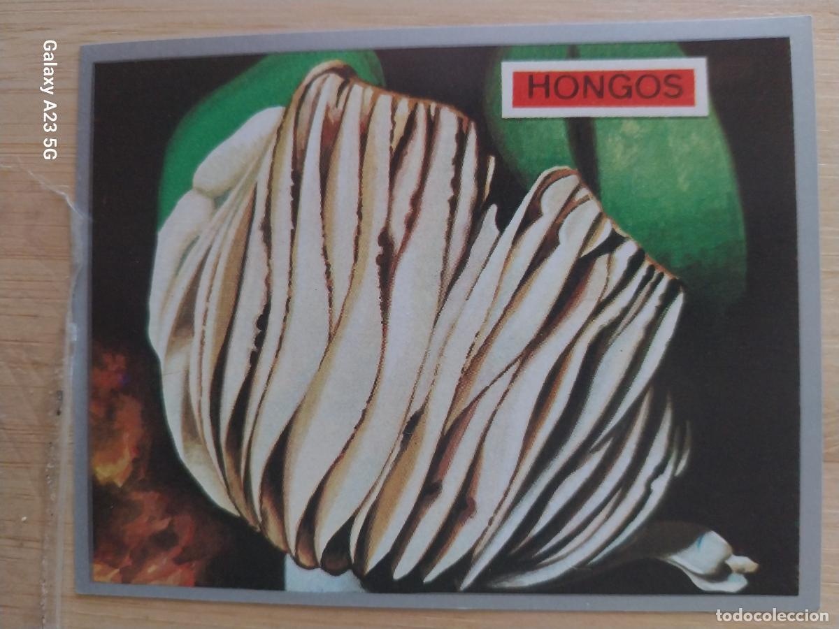 Coleccionismo cromos antiguos: HONGOS A&Ntilde;O 1969 ZOOLOGIA BOTANICA MAGA CROMO 247 * SIN PEGAR NUNCA PAPEL FINO 9X7CMS
