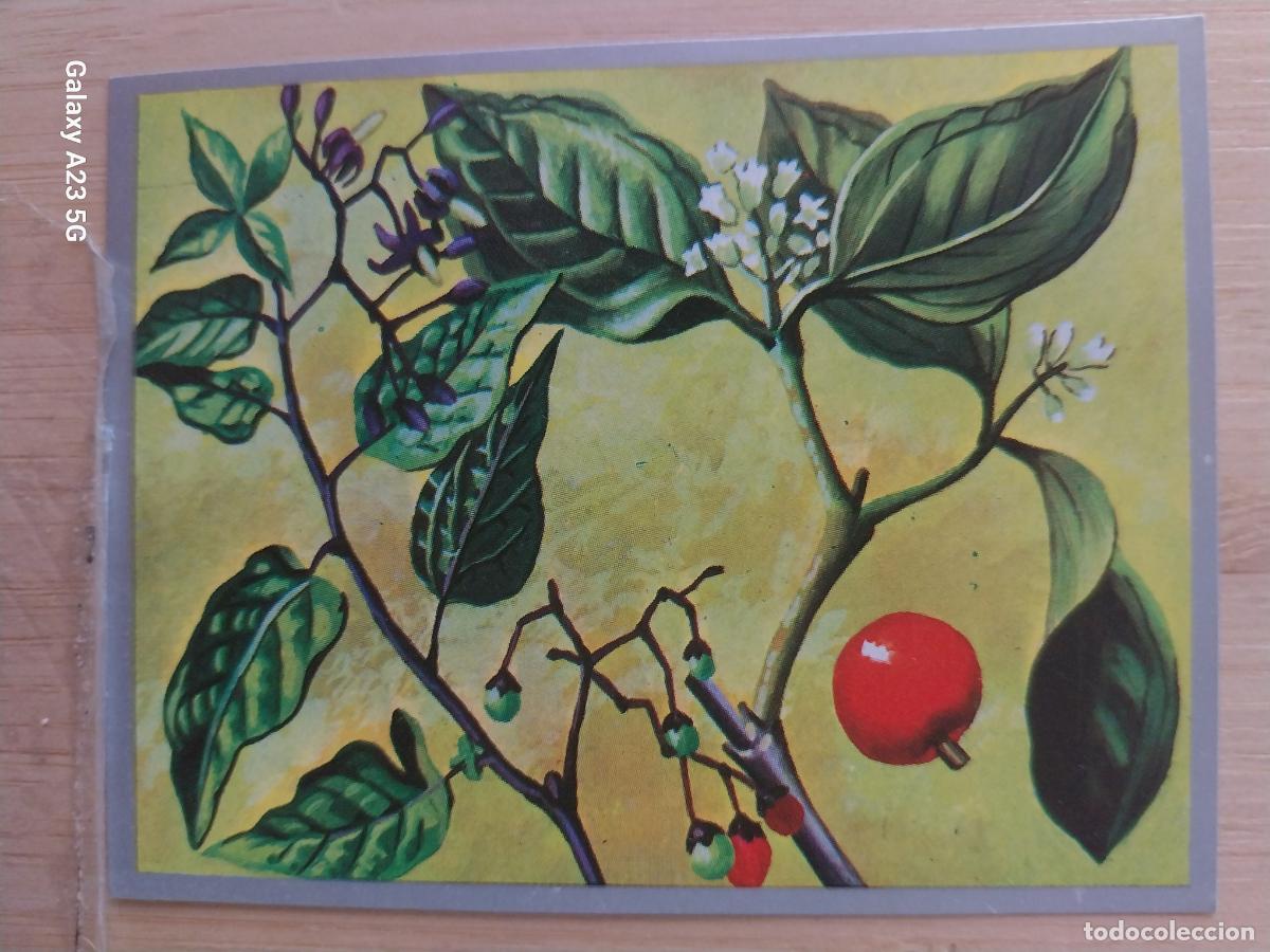 Coleccionismo cromos antiguos: DULCAMARA NUEZ V&Oacute;MICA A&Ntilde;O 1969 ZOOLOGIA BOTANICA MAGA CROMO 241 * SIN PEGAR NUNCA PAPEL FINO 9X7CMS