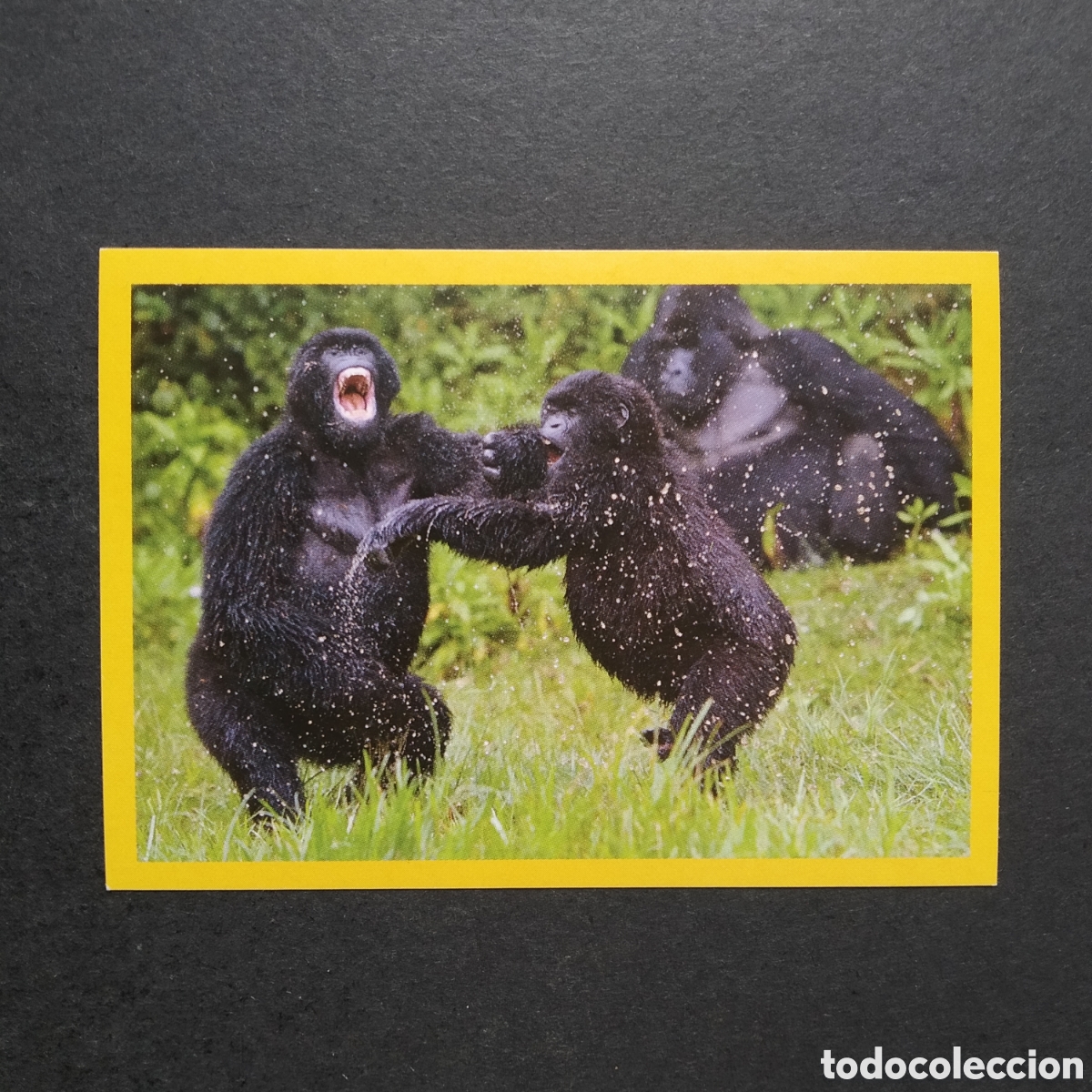 Coleccionismo cromos antiguos: CROMO - N&ordm; 094 - NATIONAL GEOGRAPHIC KIDS 2012 - PANINI - A&Ntilde;O 2012