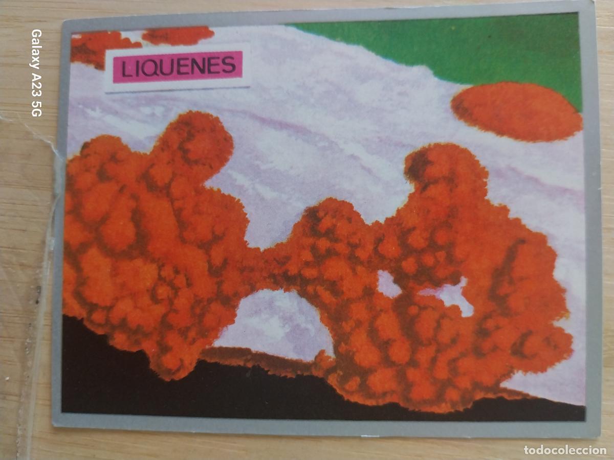 Coleccionismo cromos antiguos: LIQUENES A&Ntilde;O 1969 ZOOLOGIA BOTANICA MAGA CROMO 237 * SIN PEGAR NUNCA PAPEL FINO 9X7CMS