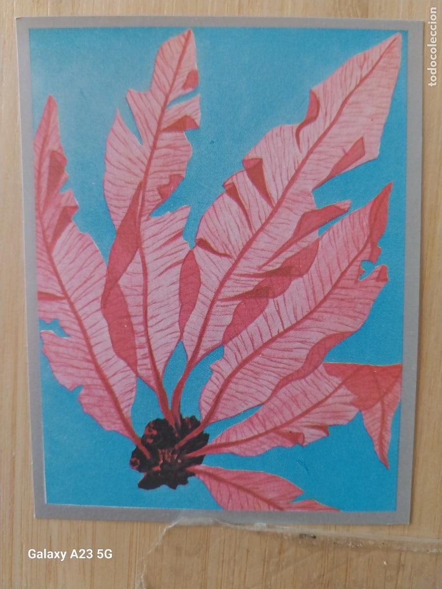 Coleccionismo cromos antiguos: ALGAS A&Ntilde;O 1969 ZOOLOGIA BOTANICA MAGA CROMO 236 * SIN PEGAR NUNCA PAPEL FINO 9X7CMS