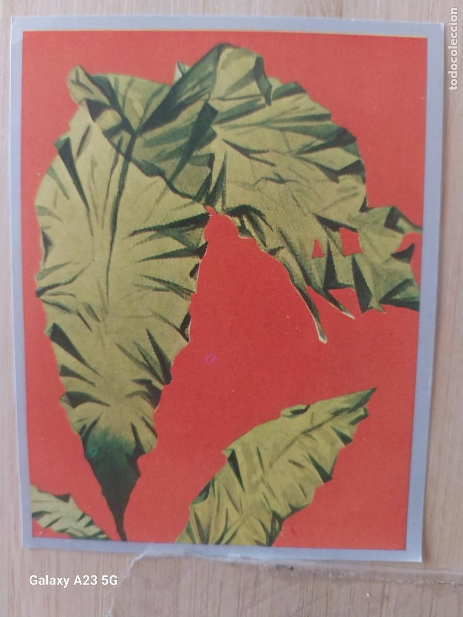 Coleccionismo cromos antiguos: ALGAS A&Ntilde;O 1969 ZOOLOGIA BOTANICA MAGA CROMO 234 * SIN PEGAR NUNCA PAPEL FINO 9X7CMS