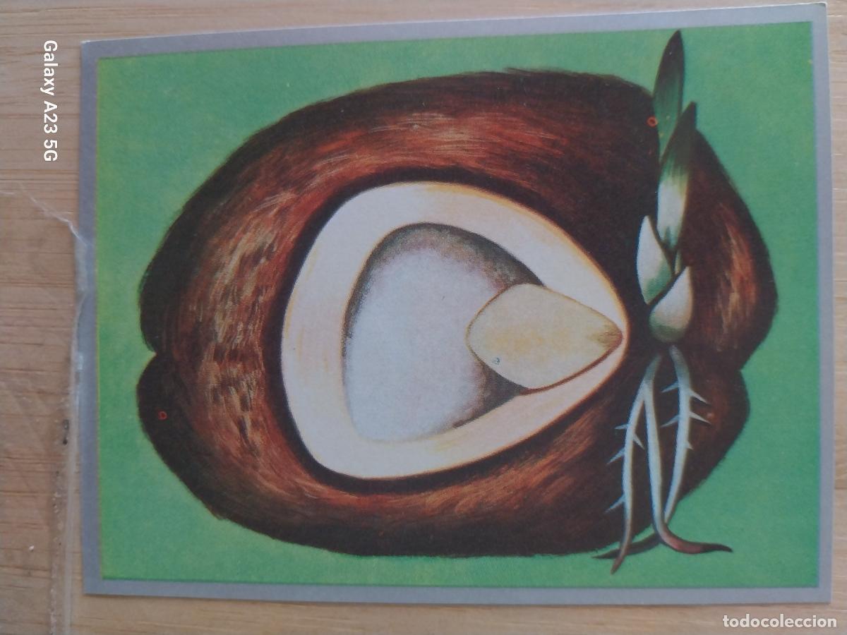 Coleccionismo cromos antiguos: COCO A&Ntilde;O 1969 ZOOLOGIA BOTANICA MAGA CROMO 230 * SIN PEGAR NUNCA PAPEL FINO 9X7CMS