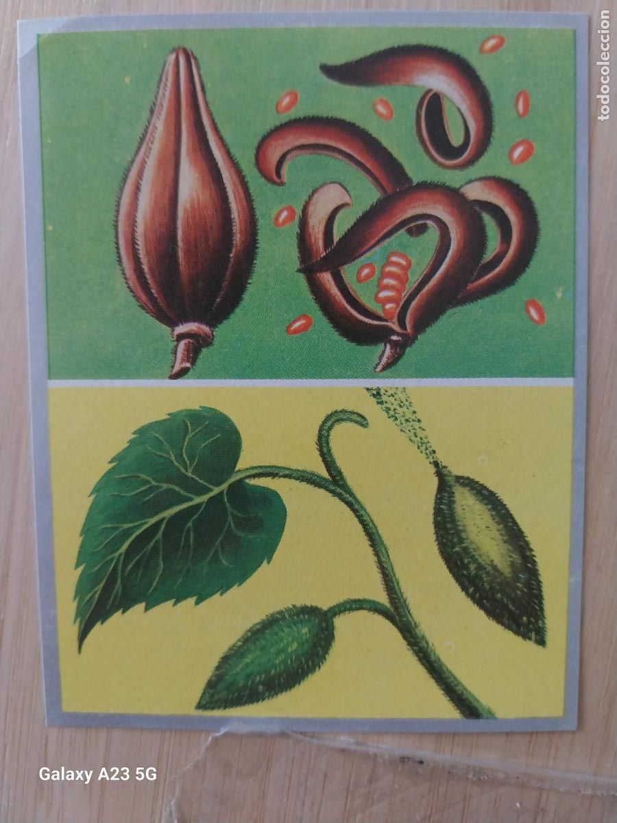 Coleccionismo cromos antiguos: VALSAMINA COHONDRO A&Ntilde;O 1969 ZOOLOGIA BOTANICA MAGA CROMO 227 * SIN PEGAR NUNCA PAPEL FINO 9X7CMS