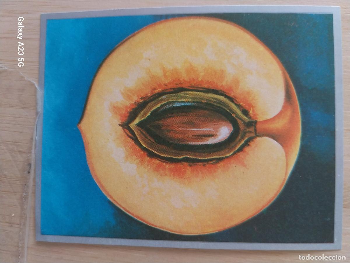 Coleccionismo cromos antiguos: MELOCOTON A&Ntilde;O 1969 ZOOLOGIA BOTANICA MAGA CROMO 223 * SIN PEGAR NUNCA PAPEL FINO 9X7CMS