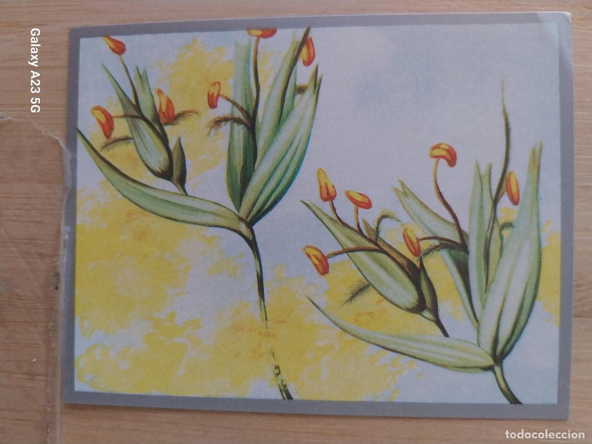 Coleccionismo cromos antiguos: POLINIZACION A&Ntilde;O 1969 ZOOLOGIA BOTANICA MAGA CROMO 220 * SIN PEGAR NUNCA PAPEL FINO 9X7CMS