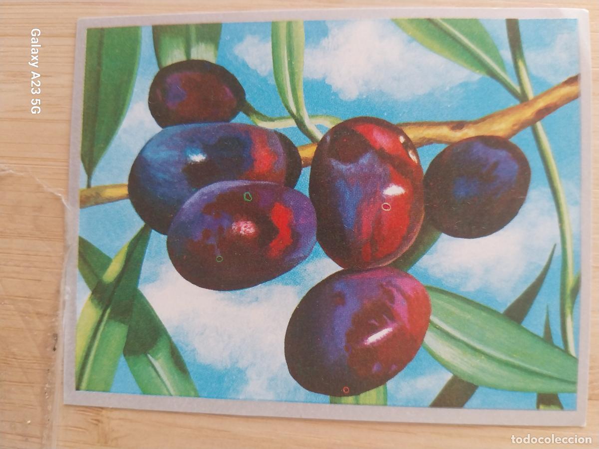 Collectionnisme Cartes &agrave; collectionner anciennes: OLIVO ACEITUNA A&Ntilde;O 1969 ZOOLOGIA BOTANICA MAGA CROMO 218 * SIN PEGAR NUNCA PAPEL FINO 9X7CMS