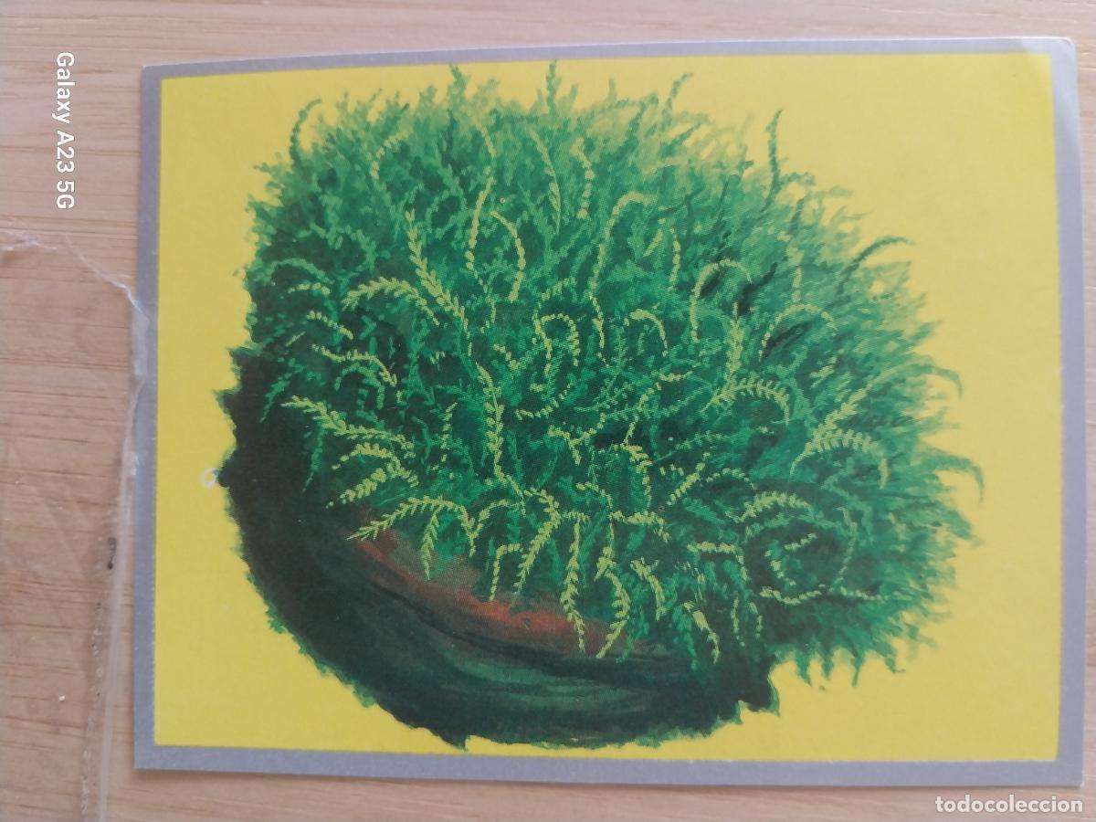 Collectionnisme Cartes &agrave; collectionner anciennes: CORMOFITAS A&Ntilde;O 1969 ZOOLOGIA BOTANICA MAGA CROMO 213 * SIN PEGAR NUNCA PAPEL FINO 9X7CMS