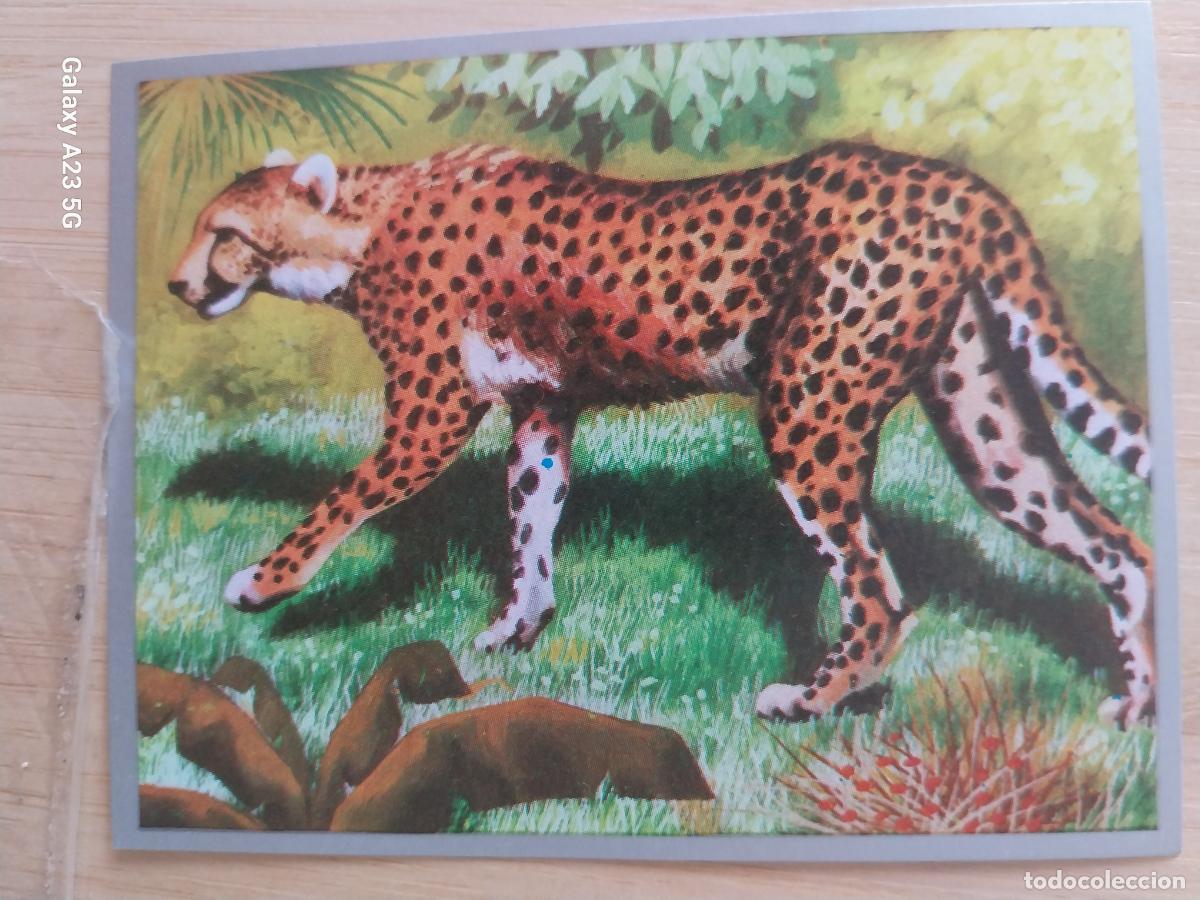 Coleccionismo cromos antiguos: LEOPARDO * A&Ntilde;O 1969 ZOOLOGIA BOTANICA MAGA CROMO 200 * SIN PEGAR NUNCA PAPEL FINO 9X7CMS