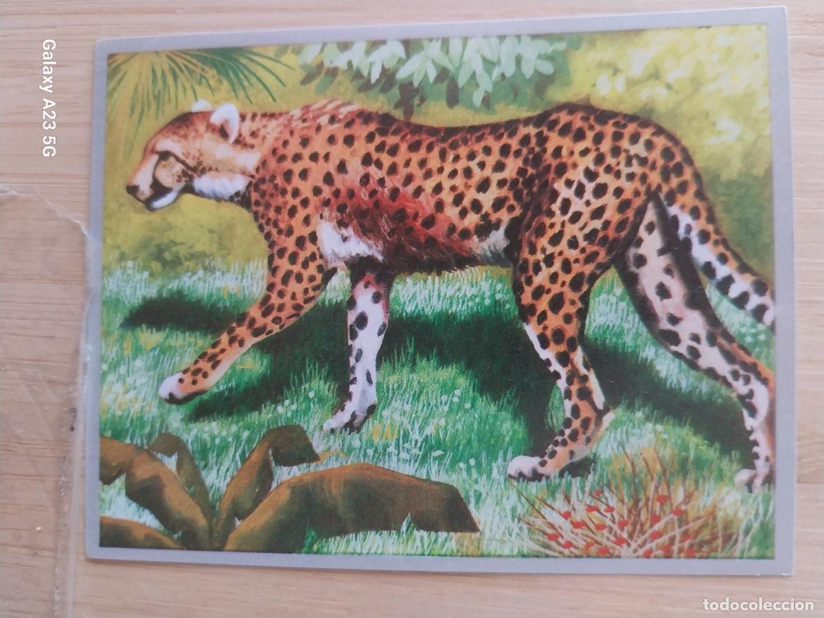 Coleccionismo cromos antiguos: LEOPARDO A&Ntilde;O 1969 ZOOLOGIA BOTANICA MAGA CROMO 200 * SIN PEGAR NUNCA PAPEL FINO 9X7CMS