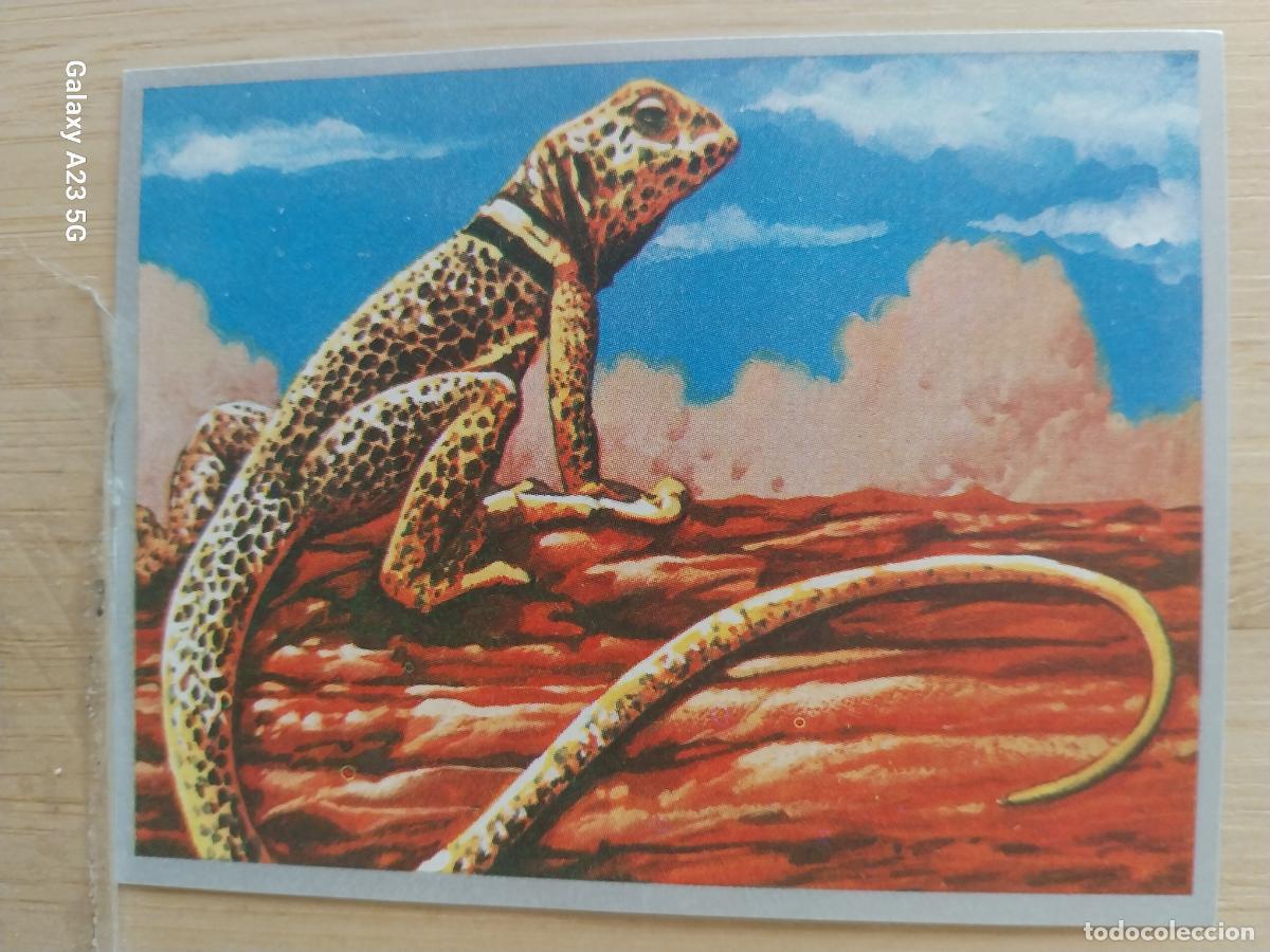 Coleccionismo cromos antiguos: LAGARTO A&Ntilde;O 1969 ZOOLOGIA BOTANICA MAGA CROMO 197 * SIN PEGAR NUNCA PAPEL FINO 9X7CMS